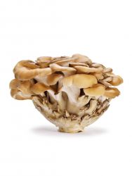 Maitake Mushrooms / lb